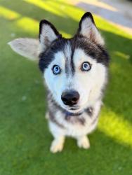 Shelter Stray Male Dog last seen , 29525 Agoura Rd, Agoura Hills, CA 91301, USA