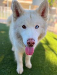 Shelter Stray Male Dog last seen , 29525 Agoura Rd, Agoura Hills, CA 91301, USA