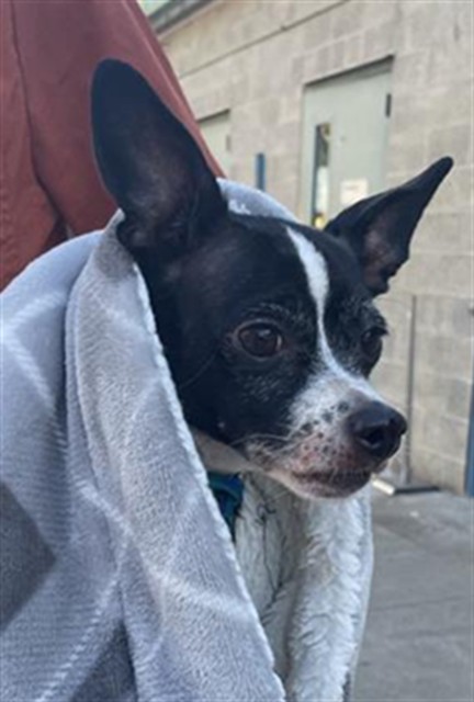 Shelter Stray Male Dog last seen EL CAMINO AVE & ALTOS AVE, 2127 Front St, Sacramento, CA 95818, USA