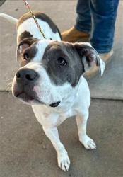 Shelter Stray Female Dog last seen ELK GROVE & FLORIN RD, 2127 Front St, Sacramento, CA 95818, USA