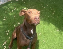 Shelter Stray Male Dog last seen , 1850 W 60th St, Los Angeles, CA 90047, USA