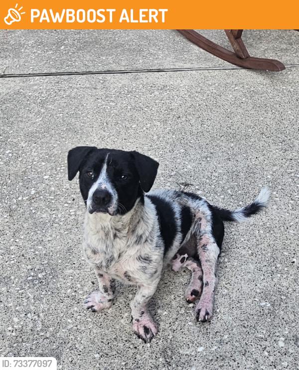 Found/Stray Male Dog last seen Huffman-Cleveland Rd & Shady Rd. Huffman Tx, Huffman Cleveland Rd, TX 77336
