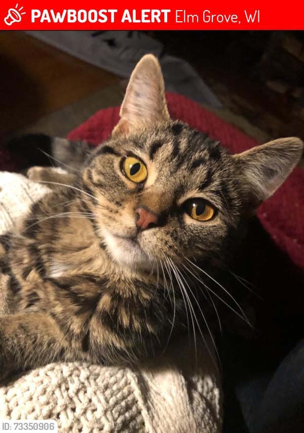 Lost Female Cat last seen Border of Elm Grove and Wauwatosa Wisconsin. 124th St. between North Avenue and Watertown plank Road., Elm Grove, WI 53122