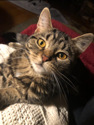Lost Female Cat last seen Border of Elm Grove and Wauwatosa Wisconsin. 124th St. between North Avenue and Watertown plank Road., Elm Grove, WI 53122