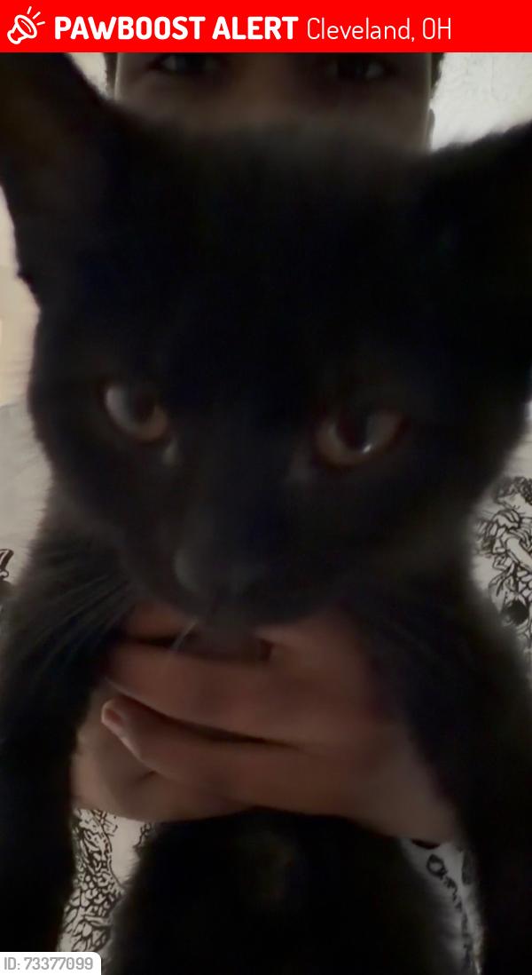 Lost Female Cat last seen Addison, Cleveland, OH 44103