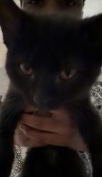 Lost Female Cat last seen Addison, Cleveland, OH 44103
