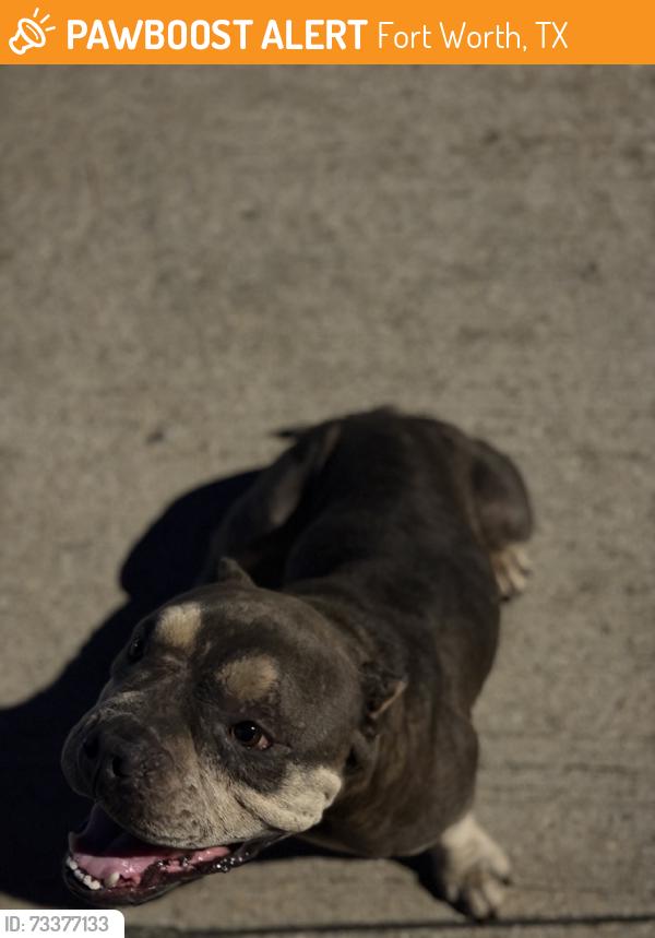 Found/Stray Female Dog last seen Carolina dr and aiken, Fort Worth, TX 76123