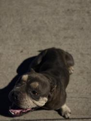 Found/Stray Female Dog last seen Carolina dr and aiken, Fort Worth, TX 76123