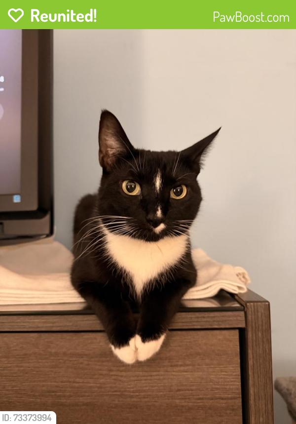 Reunited Female Cat last seen Bridle Rd and Kendrick St, Philadelphia, PA 19111