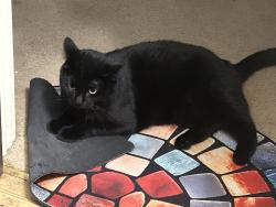 Lost Female Cat last seen N. Indiana Ave., Kansas City, MO 64119
