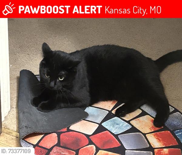 Lost Female Cat last seen N. Indiana Ave., Kansas City, MO 64119