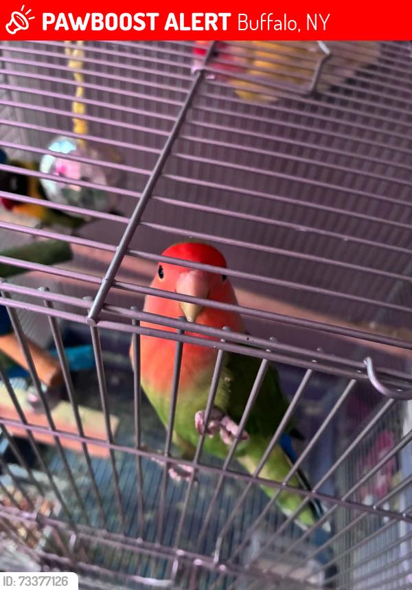Lost Female Bird last seen Lost On Arnold Street last seen near Helen street at someone’s birth feeder, Buffalo, NY 14213