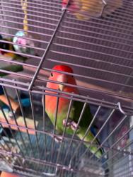 Lost Female Bird last seen Lost On Arnold Street last seen near Helen street at someone’s birth feeder, Buffalo, NY 14213