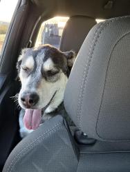 Reunited Male Dog last seen Waalew and Dale Evans, Apple Valley, CA 92307