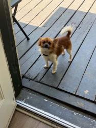 Lost Male Dog last seen RaceTrac, Dallas, TX 75228