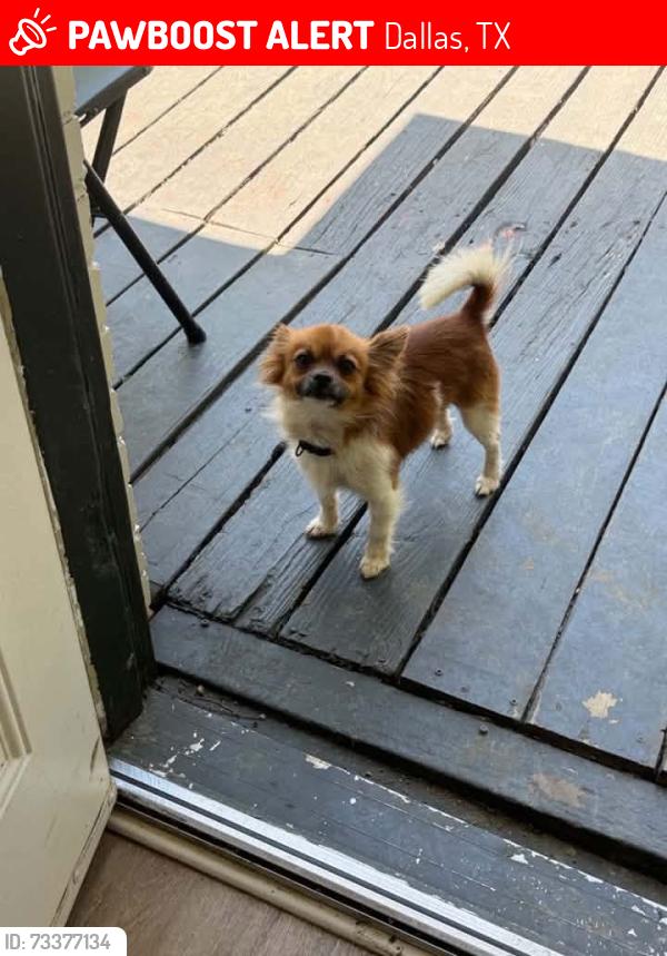 Lost Male Dog last seen RaceTrac, Dallas, TX 75228
