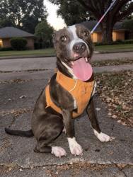 Reunited Female Dog last seen Ashcroft & Benning in Westbury, Houston, TX 77096