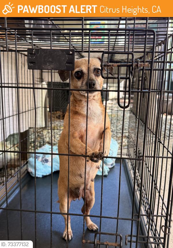 Found/Stray Female Dog last seen Antelope, Citrus Heights, CA 95610