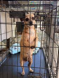 Found/Stray Female Dog last seen Antelope, Citrus Heights, CA 95610