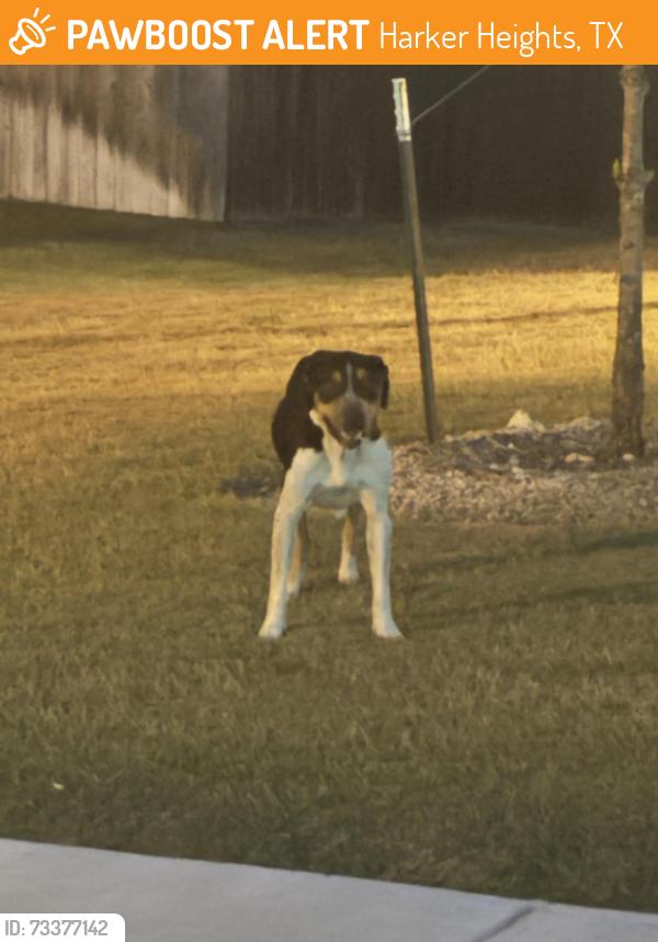 Found/Stray Unknown Dog last seen Laramie at Indian Trail s, Harker Heights, TX 76548