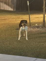 Found/Stray Unknown Dog last seen Laramie at Indian Trail s, Harker Heights, TX 76548