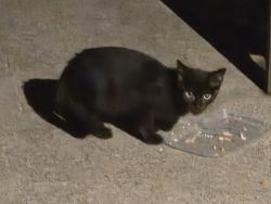 Found/Stray Unknown Cat last seen West 56th and woburn, Brooklyn, OH 44144