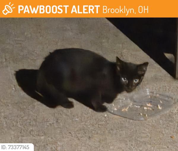 Found/Stray Unknown Cat last seen West 56th and woburn, Brooklyn, OH 44144