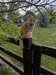 Lost Male Cat last seen Near Watercress, Johnstown, CO 80534