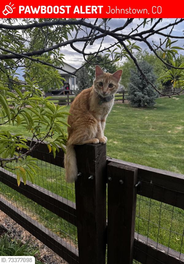 Lost Male Cat last seen Near Watercress, Johnstown, CO 80534