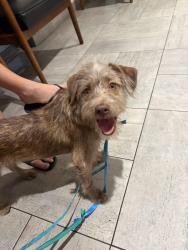 Found/Stray Male Dog last seen Campbell and 16th by the baseball field and pool, Phoenix, AZ 85014
