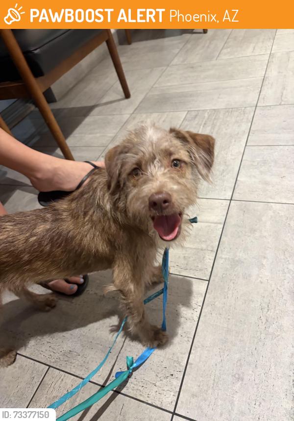 Found/Stray Male Dog last seen Campbell and 16th by the baseball field and pool, Phoenix, AZ 85014
