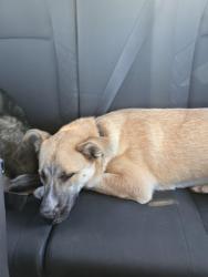 Reunited Female Dog last seen Waalew and Dale Evans, Apple Valley, CA 92307