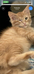 Lost Female Cat last seen Bass Street and hwy 332, Lake Jackson, TX 77566