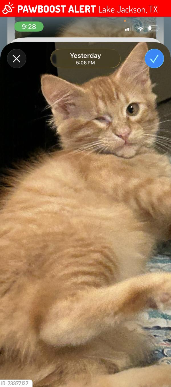 Lost Female Cat last seen Bass Street and hwy 332, Lake Jackson, TX 77566