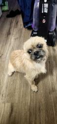 Found/Stray Male Dog last seen Zuni and San pedro, Albuquerque, NM 87108