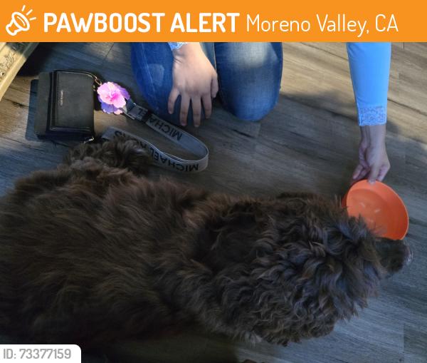 Found/Stray Male Dog last seen Old lake and sunnymead ranch parkway, Moreno Valley, CA 92557