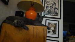 Reunited Male Cat last seen Rossmoyne Rd. Glendale, Glendale, CA 91207