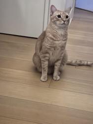 Lost Male Cat last seen Quandt road near acalanes high school, Lafayette, CA 94549