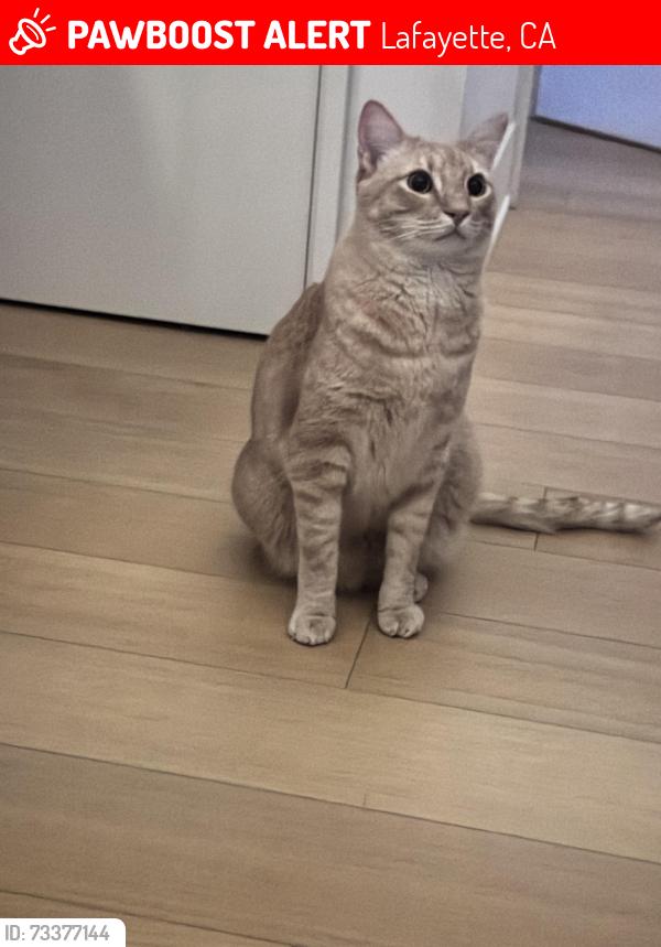 Lost Male Cat last seen Quandt road near acalanes high school, Lafayette, CA 94549