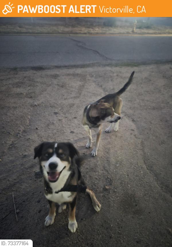 Found/Stray Male Dog last seen Calgo., Victorville, CA 92394