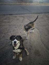 Found/Stray Male Dog last seen Calgo., Victorville, CA 92394