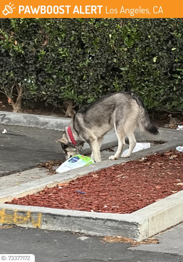 Found/Stray Unknown Dog last seen El pollo loco, Los Angeles, CA 90044
