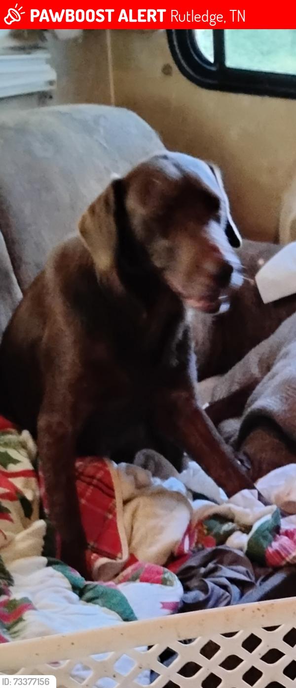 Lost Female Dog last seen Grainger Co Park, Rutledge, TN 37861
