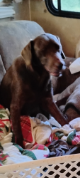 Lost Female Dog last seen Grainger Co Park, Rutledge, TN 37861