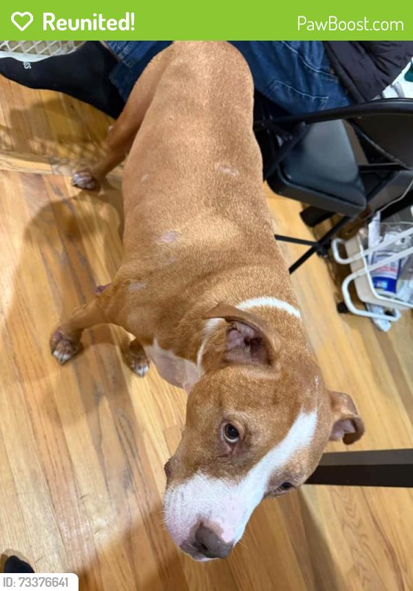 Reunited Male Dog last seen Falling water dr, Linton Hall, VA 20136