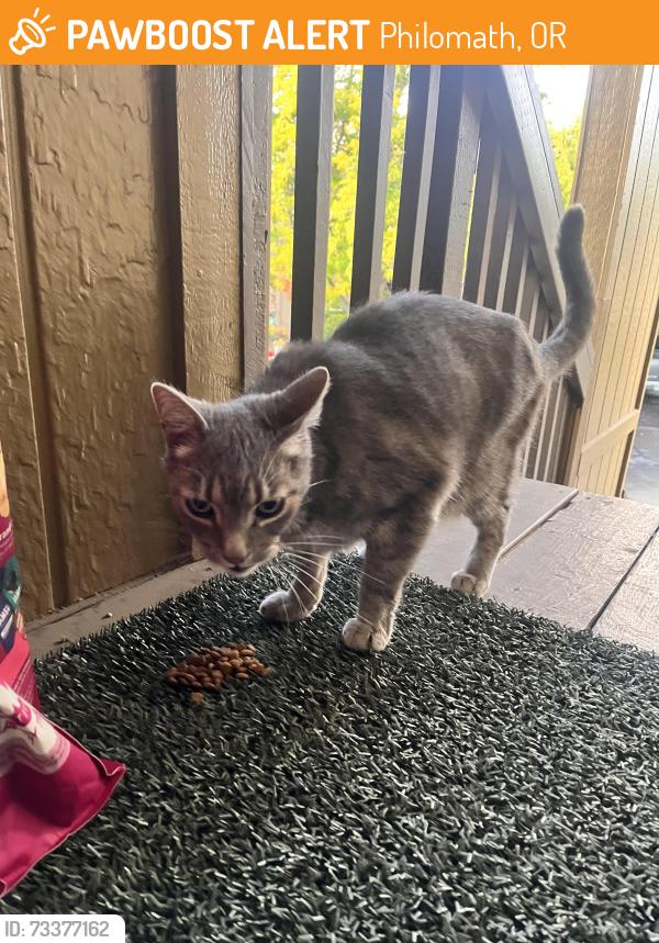 Found/Stray Female Cat last seen Newton St./Newton place Philomath Oregon, Philomath, OR 97370