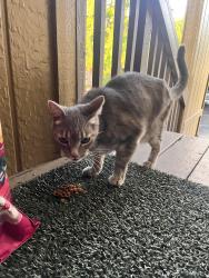 Found/Stray Female Cat last seen Newton St./Newton place Philomath Oregon, Philomath, OR 97370