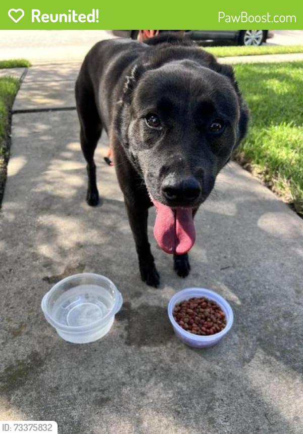 Reunited Female Dog last seen Cottage Cypress/Kirby Hill Ct, Houston, TX 77433