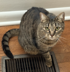 Lost Female Cat last seen LOHO Pinewood Drive, Jackson, MS 39211