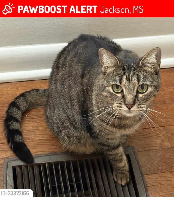 Lost Female Cat last seen LOHO Pinewood Drive, Jackson, MS 39211